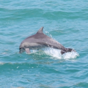 Tursiops truncatus at Point Lookout, QLD - 14 Nov 2023