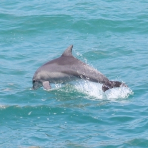 Tursiops truncatus at Point Lookout, QLD - 14 Nov 2023 01:34 PM