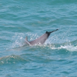 Tursiops truncatus at Point Lookout, QLD - 14 Nov 2023