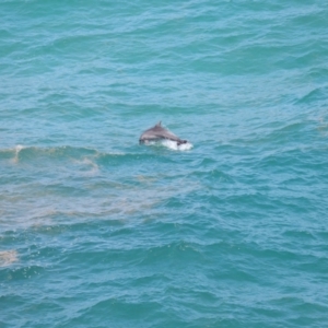 Tursiops truncatus at Point Lookout, QLD - 14 Nov 2023 01:34 PM