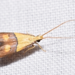 Crocanthes prasinopis (A Curved -horn moth) at Jerrabomberra, NSW - 18 Nov 2023 by DianneClarke