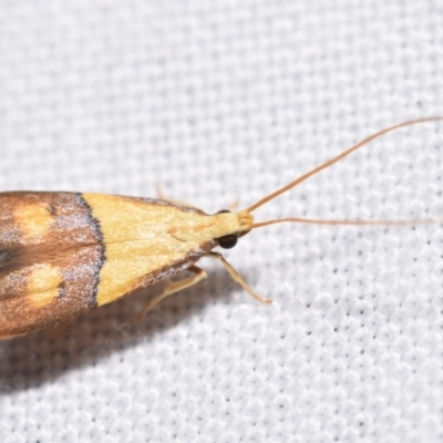 Crocanthes prasinopis (A Curved -horn moth) at QPRC LGA - 18 Nov 2023 by DianneClarke