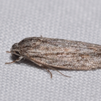 Agriophara (genus) (A concealer moth) at Jerrabomberra, NSW - 18 Nov 2023 by DianneClarke