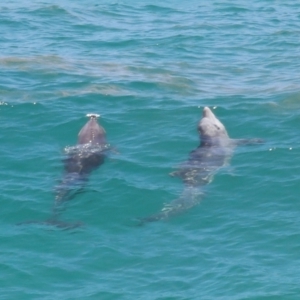 Tursiops truncatus at Point Lookout, QLD - 14 Nov 2023 01:38 PM