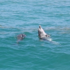 Tursiops truncatus at Point Lookout, QLD - 14 Nov 2023 01:38 PM