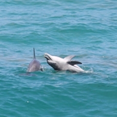 Tursiops truncatus at Point Lookout, QLD - 14 Nov 2023 01:38 PM