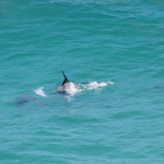 Tursiops truncatus at Point Lookout, QLD - 14 Nov 2023 01:38 PM