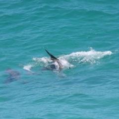 Tursiops truncatus at Point Lookout, QLD - 14 Nov 2023 01:38 PM