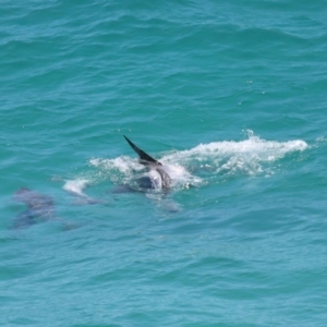 Tursiops truncatus at Point Lookout, QLD - 14 Nov 2023 01:38 PM