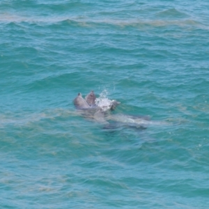 Tursiops truncatus at Point Lookout, QLD - 14 Nov 2023 01:39 PM