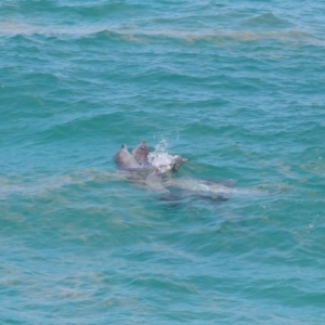 Tursiops truncatus at Point Lookout, QLD - 14 Nov 2023 01:39 PM