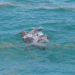 Tursiops truncatus at Point Lookout, QLD - 14 Nov 2023 01:39 PM