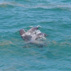 Tursiops truncatus at Point Lookout, QLD - 14 Nov 2023 01:39 PM