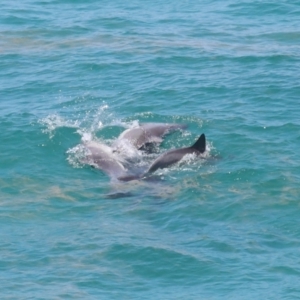 Tursiops truncatus at Point Lookout, QLD - 14 Nov 2023 01:39 PM