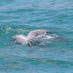 Tursiops truncatus at Point Lookout, QLD - 14 Nov 2023 01:39 PM