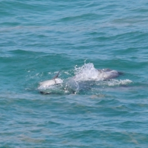 Tursiops truncatus at Point Lookout, QLD - 14 Nov 2023 01:39 PM