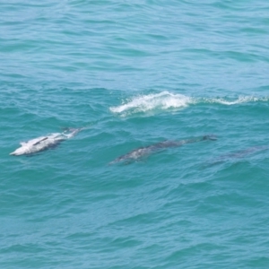 Tursiops truncatus at Point Lookout, QLD - 14 Nov 2023 01:35 PM