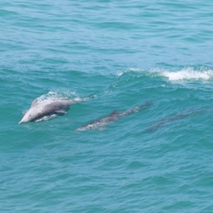 Tursiops truncatus at Point Lookout, QLD - 14 Nov 2023