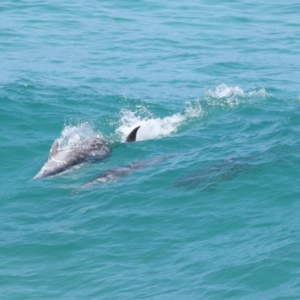 Tursiops truncatus at Point Lookout, QLD - 14 Nov 2023