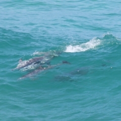 Tursiops truncatus at Point Lookout, QLD - 14 Nov 2023