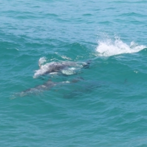 Tursiops truncatus at Point Lookout, QLD - 14 Nov 2023 01:35 PM