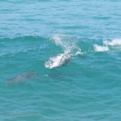Tursiops truncatus (Bottlenose Dolphin) at Point Lookout, QLD - 14 Nov 2023 by TimL