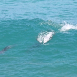 Tursiops truncatus at Point Lookout, QLD - 14 Nov 2023