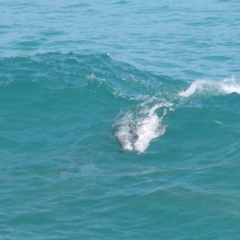 Tursiops truncatus at Point Lookout, QLD - 14 Nov 2023 01:35 PM