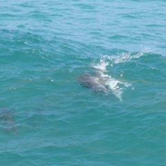 Tursiops truncatus at Point Lookout, QLD - 14 Nov 2023 01:35 PM