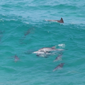 Tursiops truncatus at Point Lookout, QLD - 14 Nov 2023 01:22 PM