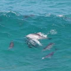 Tursiops truncatus at Point Lookout, QLD - 14 Nov 2023 01:22 PM