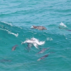 Tursiops truncatus at Point Lookout, QLD - 14 Nov 2023 01:22 PM