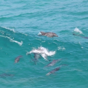 Tursiops truncatus at Point Lookout, QLD - 14 Nov 2023 01:22 PM