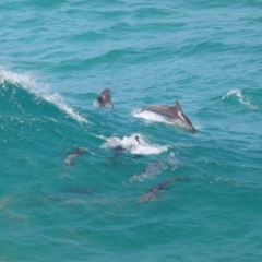 Tursiops truncatus at Point Lookout, QLD - 14 Nov 2023 01:22 PM