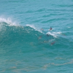Tursiops truncatus at Point Lookout, QLD - 14 Nov 2023 01:22 PM