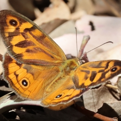 Heteronympha merope (Common Brown Butterfly) at Felltimber Creek NCR - 18 Nov 2023 by KylieWaldon