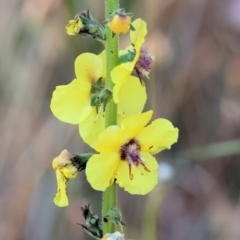 Verbascum virgatum (Green Mullein) at Wodonga - 19 Nov 2023 by KylieWaldon