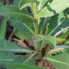 Verbascum virgatum at Wodonga - 19 Nov 2023 07:52 AM