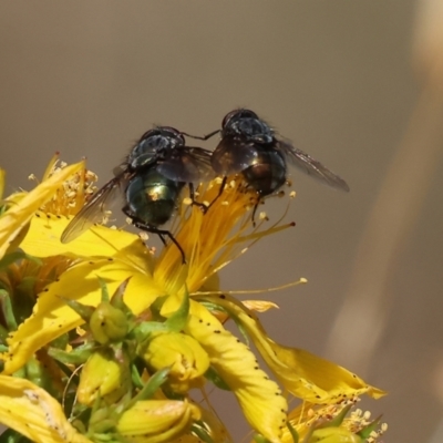 Unverified Blow fly (Calliphoridae) at Felltimber Creek NCR - 19 Nov 2023 by KylieWaldon
