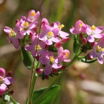 Centaurium sp. (Centaury) at Felltimber Creek NCR - 18 Nov 2023 by KylieWaldon