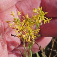 Pimelea curviflora var. sericea (Curved Riceflower) at The Pinnacle - 23 Nov 2023 by sangio7