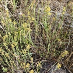 Pimelea curviflora var. sericea at The Pinnacle - 23 Nov 2023 08:07 AM