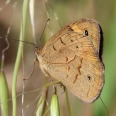 Heteronympha merope (Common Brown Butterfly) at Felltimber Creek NCR - 18 Nov 2023 by KylieWaldon