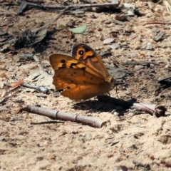 Heteronympha merope at Wodonga - 19 Nov 2023