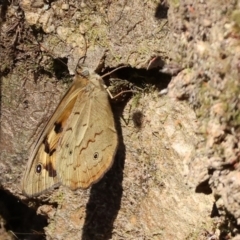 Heteronympha merope at Wodonga - 19 Nov 2023