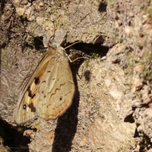 Heteronympha merope at Wodonga - 19 Nov 2023