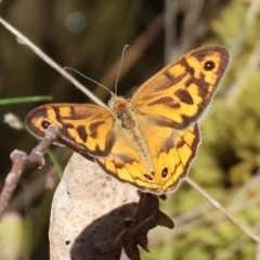 Heteronympha merope at Wodonga - 19 Nov 2023 07:53 AM