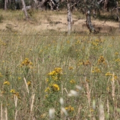 Heteronympha merope at Wodonga - 19 Nov 2023