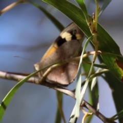 Heteronympha merope (Common Brown Butterfly) at Wodonga - 19 Nov 2023 by KylieWaldon