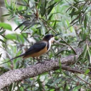 Acanthorhynchus tenuirostris at GG182 - 23 Nov 2023